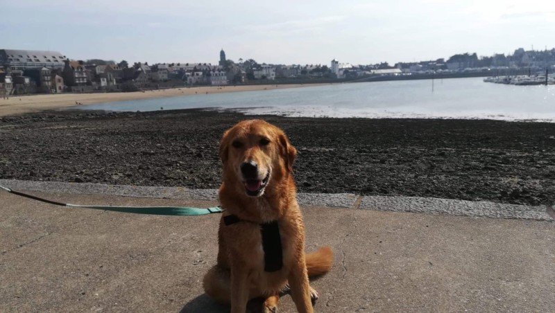 Gigi - femelle labrador x berger (25/11/2011) - Page 2 20190321