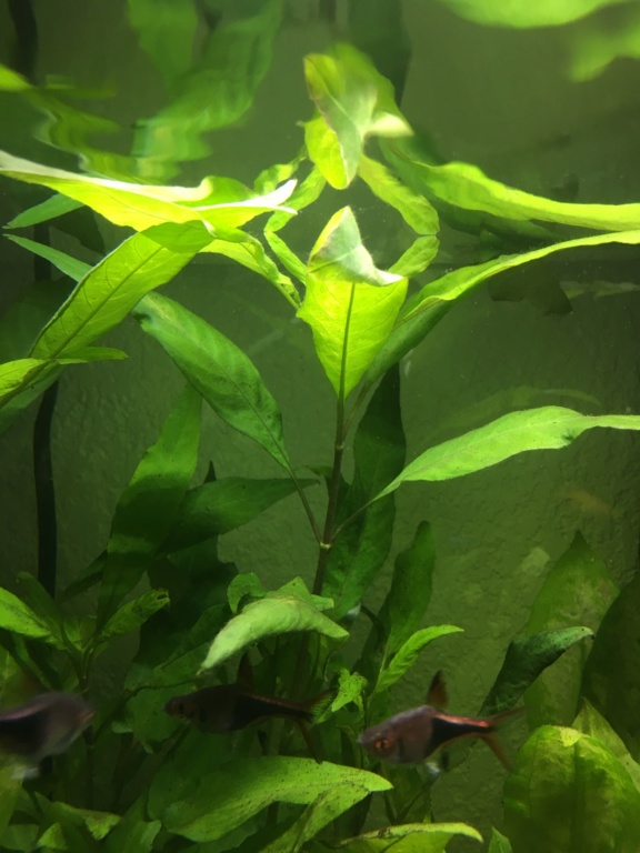 (Débutant) Echinodorus transparentes et se trouent Plante10