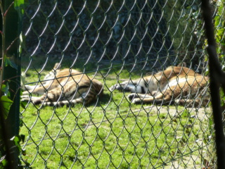 Zoo de la Bourbansais Zoobou13