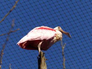 Zoo de la Bourbansais Zoobou14