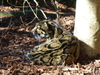 Zoo de la Bourbansais Zoobou18