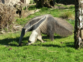 Zoo de la Bourbansais Zoobou23