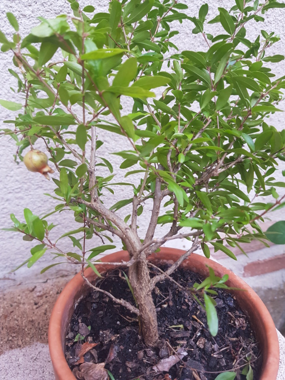 Nuevo bonsai granado 20191010