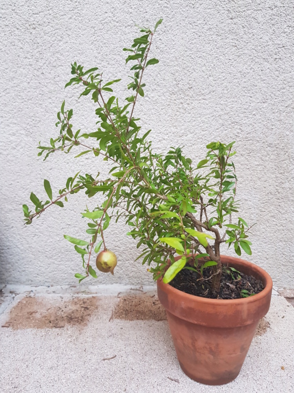 Nuevo bonsai granado 20191011