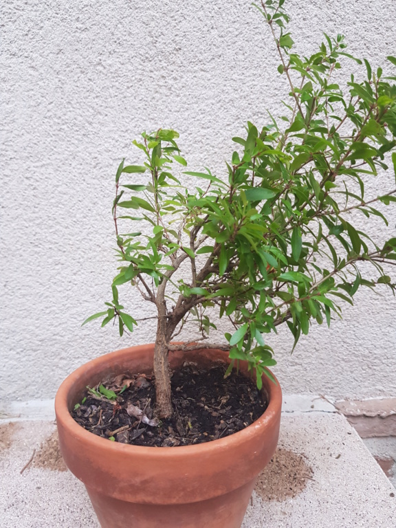 Nuevo bonsai granado 20191013