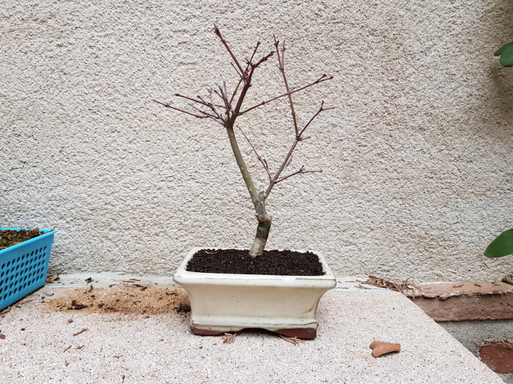 Nuevo Acer Palmatum Deshojo  20191211