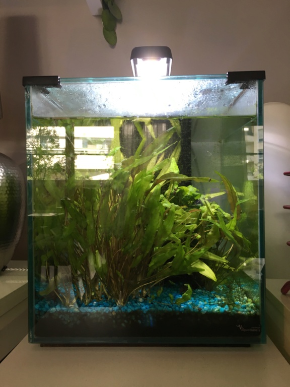 Quel Poisson Pour Un Aquarium De 40 Litres Hot Sex Picture