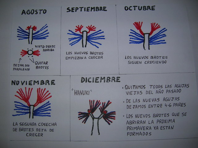 El pino (trabajos, calendario y técnicas) - Página 5 Pinzad11