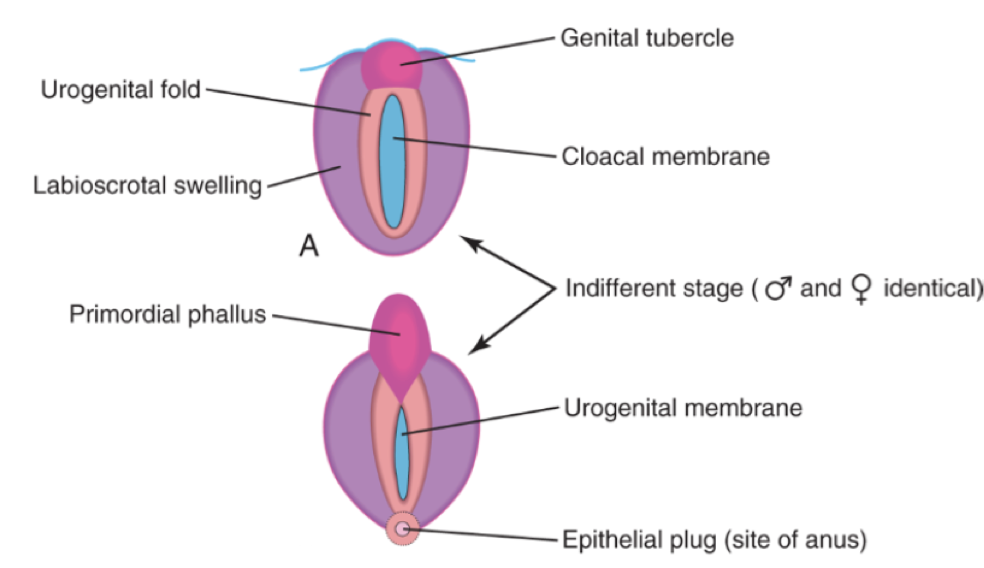 Membrane urogénital  Captur57