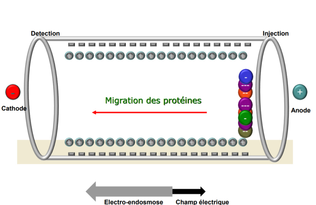 Electrophorèse et électroendosmose  Electr10
