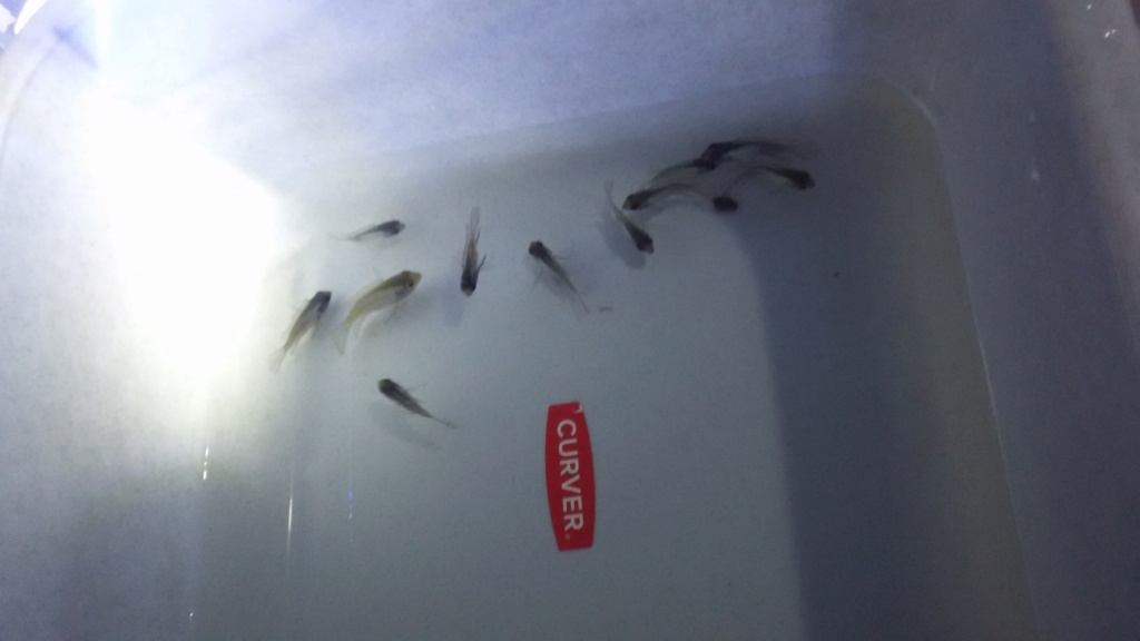 Acaras bleus, quelle taille d'aquarium ? Large ou long ? 20210210