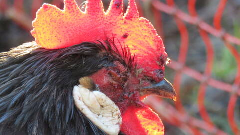 Le coq s'en sert pour attaquer 2025