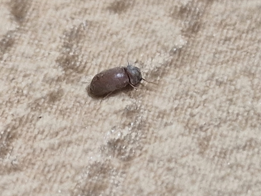 Petits insectes noirs sur le sol de la chambre 20240411
