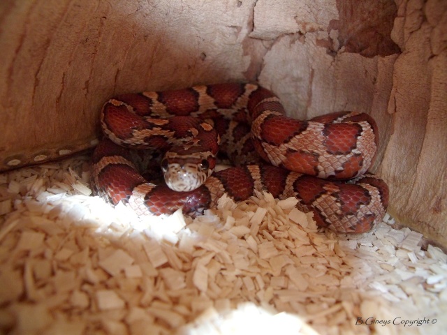 pantherophis guttatus et jungle cornsnake  Echino10