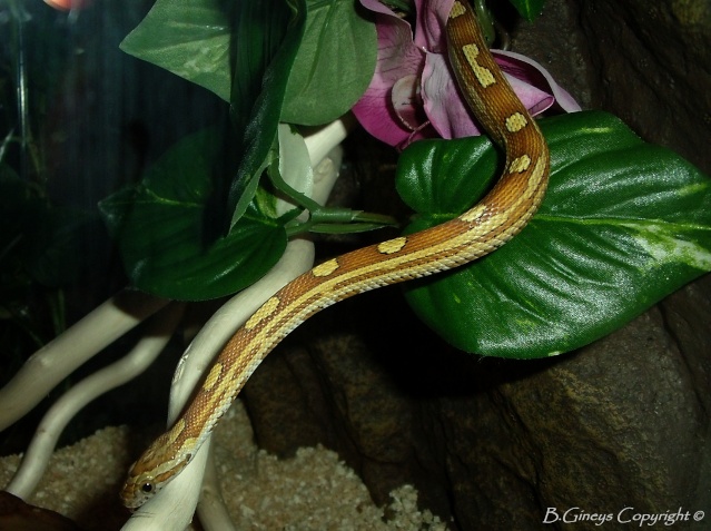 pantherophis guttatus et jungle cornsnake  Sabia110