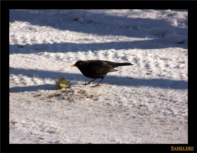 Les oiseaux sauvage que l'on rencontre dans le zoo Dans_l22