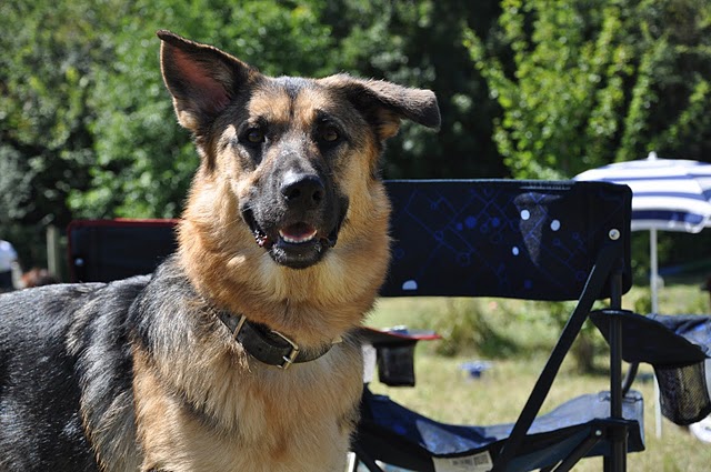 ma chienne est un type Malinois mais c'est un Malinois quand même - Page 8 Dsc_0211