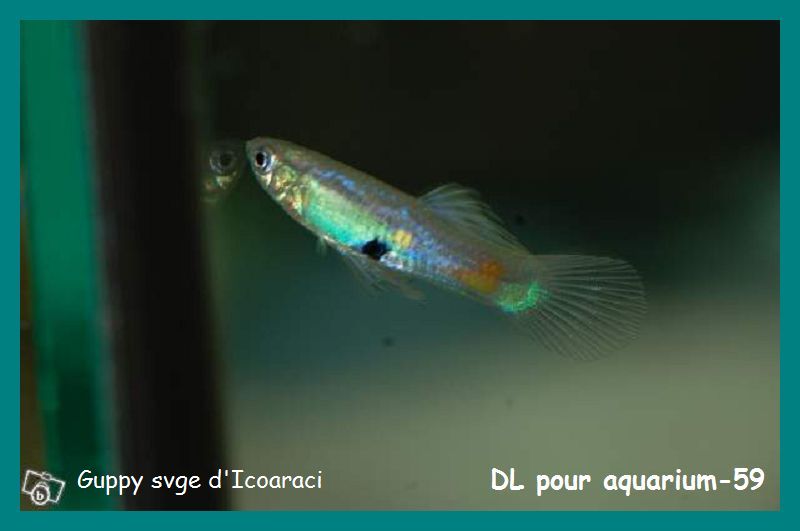 Mes nouveaux guppys Guppy_11