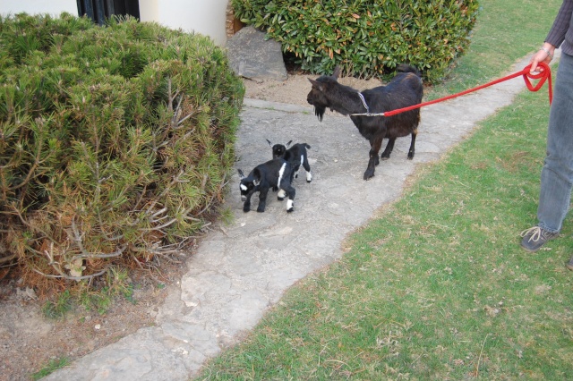 deux bébés pour toison (nouvelles photos) Dsc_0141