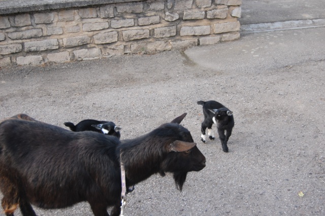 deux bébés pour toison (nouvelles photos) Dsc_0143