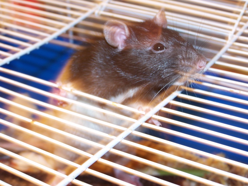 URGENT : un rat mâle de 1 an (67) Papa_110