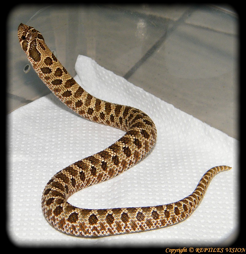 Heterodon nasicus "serpent  groin" Hetero10