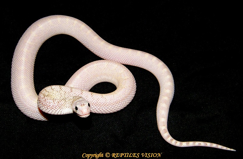 Pituophis catenifer Pituop19