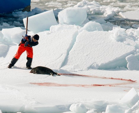 La chasse aux phoques, la « fracture animale » du Canada 2009_010