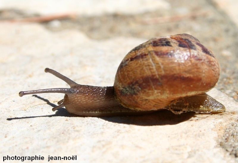 le Gastéropode: Escargot 10210