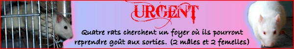 URGENT  1 F et 1 M (68) Ratt2_11