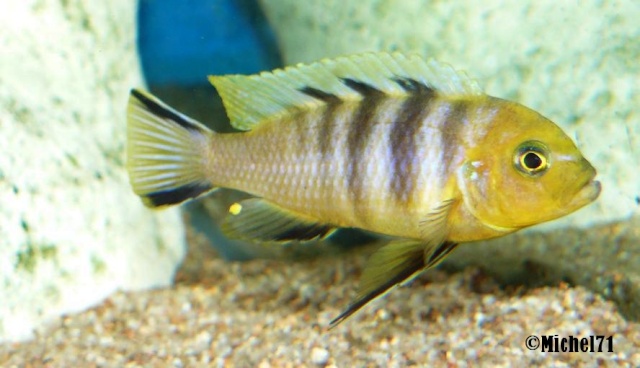 Cynotilapia sp Lion's Mara Rocks 6011