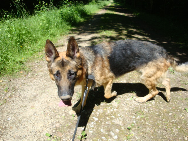 Athos Berger allemand de 3 ans - Page 3 Athos_13