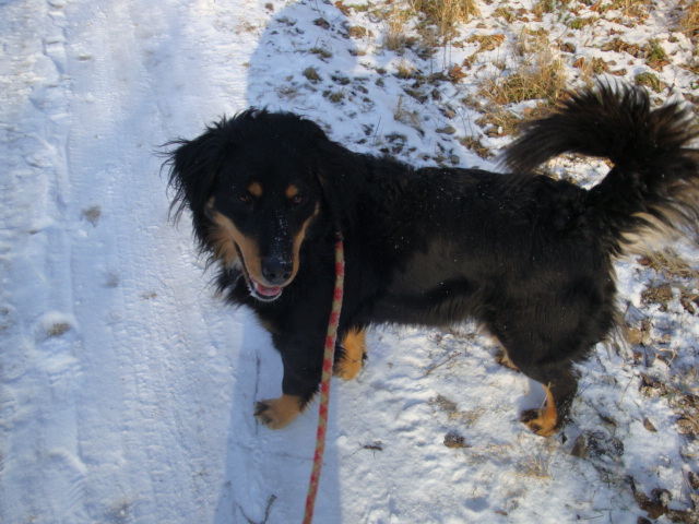 Birma Setter X Bouvier de 4 ans et demi (54) Birma_10