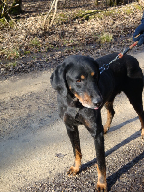 Budzy dit "Bony" X Beauceron de 6 ans (54) Budzy_10