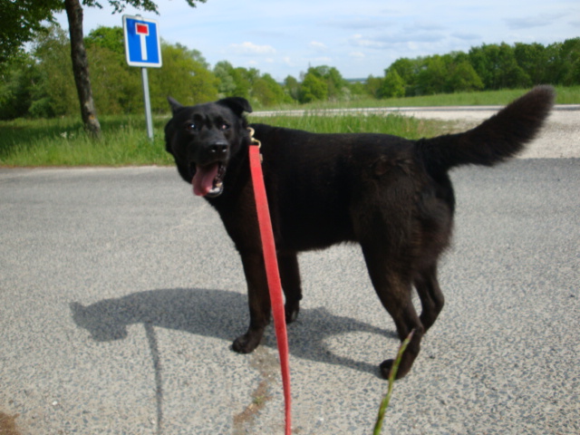 Cookee Labrador X Berger de 3 ans (54) Cookee13