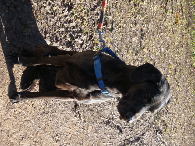 Orphée croisée Labrador noire de 11 ans - Meurthe et Moselle (54) Orphae11