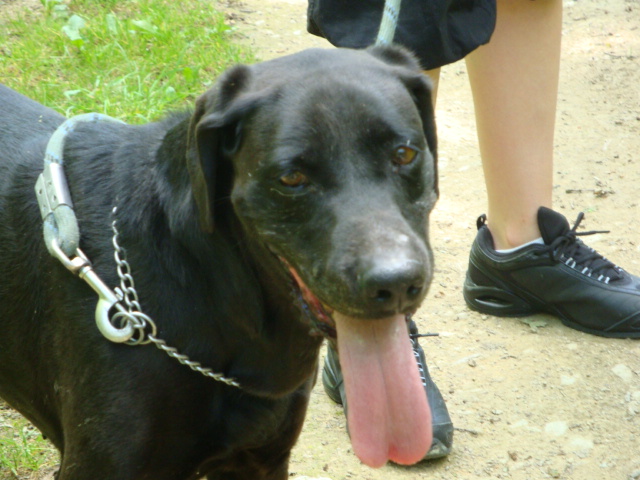 Orphée croisée Labrador noire de 11 ans - Meurthe et Moselle (54) Orphae17