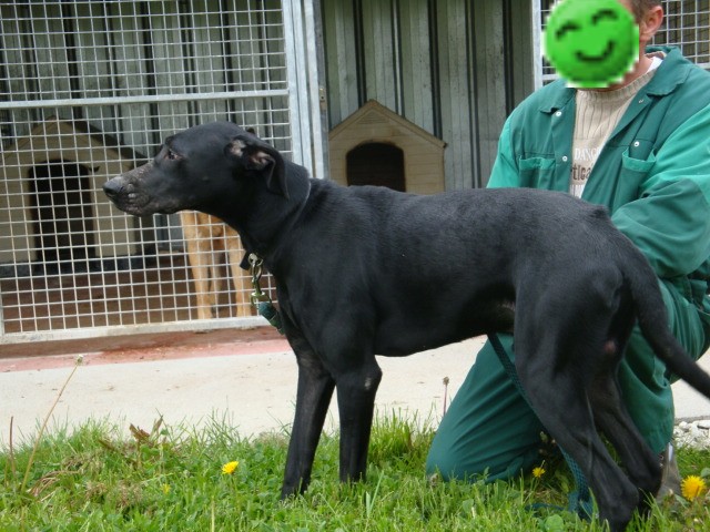 Rocky Labrador X Braque de 1 an (54) Rocky_14