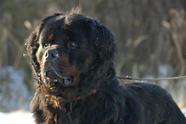 Sam Rottweiler à poils longs de 2 ans - Page 2 Sam_x_14