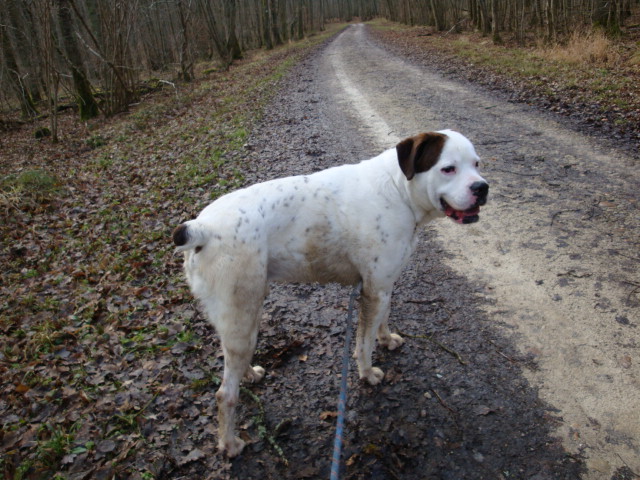 Tquila Boxer X Dogue Argentin de 3 ans (54) Taquil11