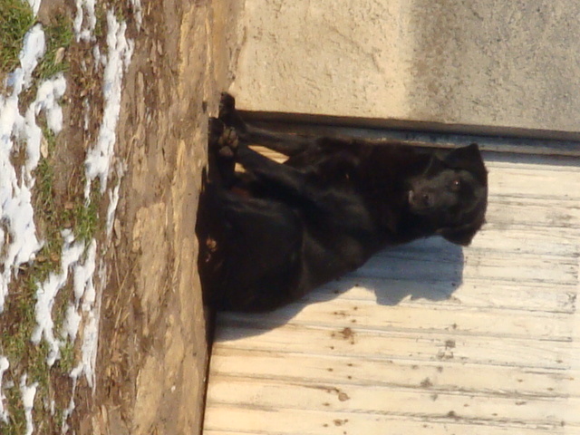 Ursus type Labrador noir de 5 ans (54) Ursus_11