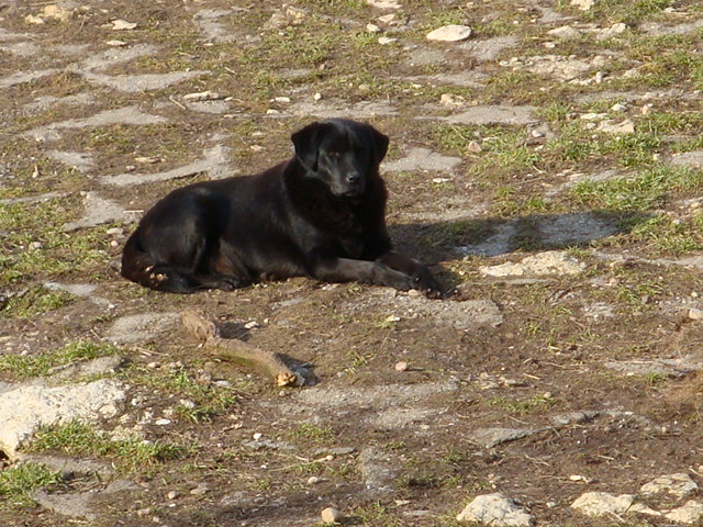 Ursus type Labrador noir de 5 ans (54) Ursus_14