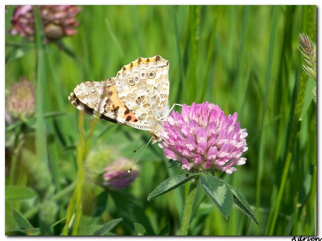 Papillon 100_0412