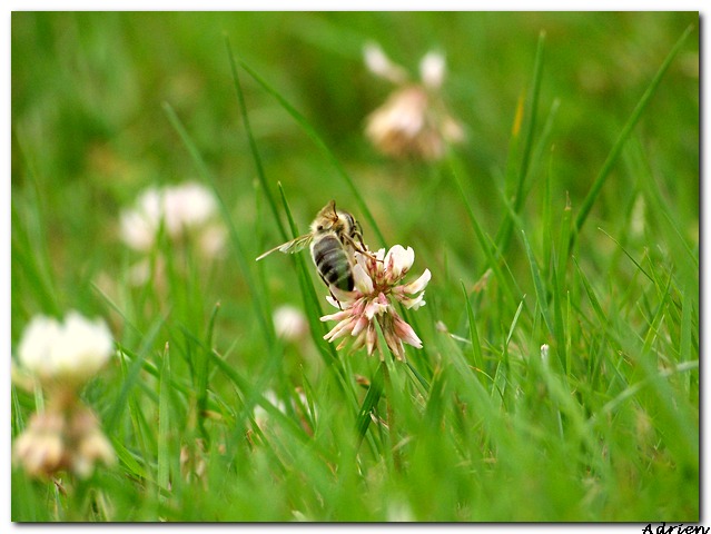 Quelques photos [Insectes !] 100b1410