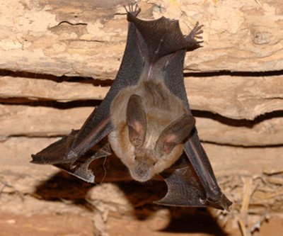 Quizz chauve souris ... [Trouvé par Ludovic]*** Quizzz18