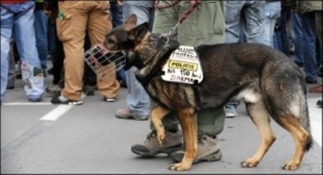 USA :Quatre ans de prison ferme pour avoir tué un chien 20090215