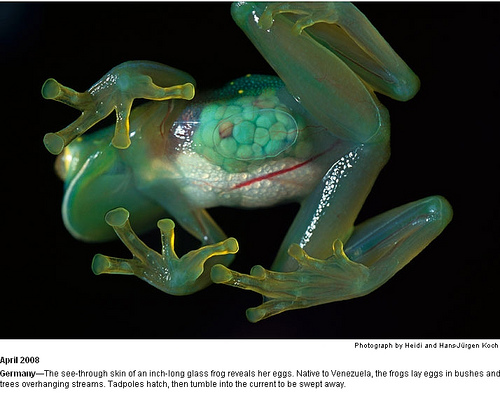 (Japon) Des chercheur ont créez une grenouille transparente 23885710