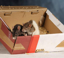 (Belgique) Des rats envoyés en PostPack ! Art_9710