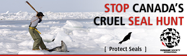 Contre les massacres de bébés phoques à Vancouver Bannia10