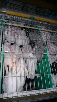 Une vie de lapin  "Le bien-être animal bafoué" Elevag10